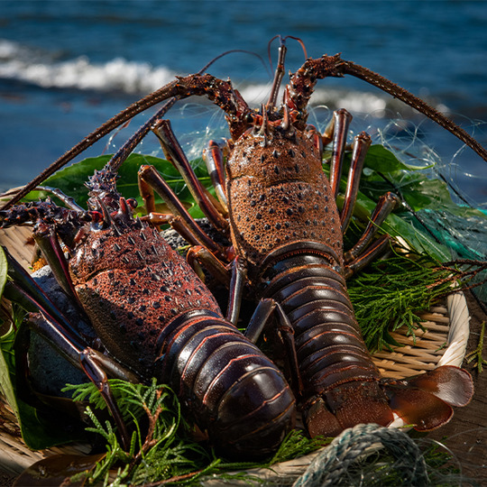 画像：海老小屋健丸
