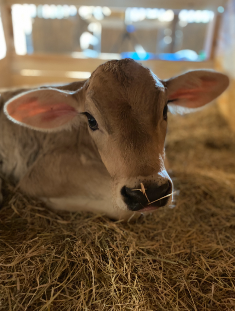 画像：牧場の恵